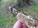 Byssomerulius corium image