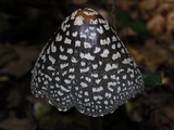 Coprinopsis picacea image