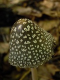 Coprinopsis picacea image