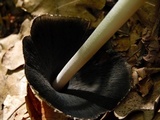 Coprinopsis picacea image