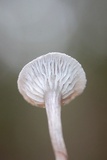 Cantharellula umbonata image