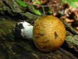 Stropharia hardii image