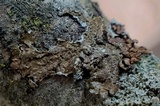 Melanelixia subaurifera image