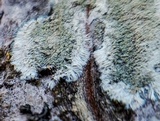 Lecanora thysanophora image