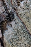 Lecanora thysanophora image