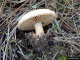 Amanita curtipes image
