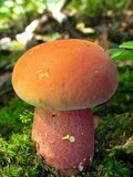 Boletochaete bicolor image