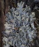 Punctelia hypoleucites image