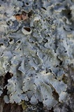 Punctelia hypoleucites image