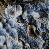 Punctelia hypoleucites image