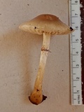 Meottomyces dissimulans image