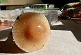 Meottomyces dissimulans image
