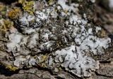 Physconia leucoleiptes image