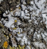 Physconia leucoleiptes image