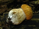 Boletus variipes image