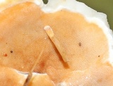 Gloeoporus dichrous image