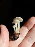 Cuphophyllus virgineus image