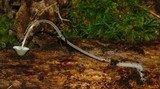 Mycena subcaerulea image