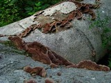 Punctularia strigosozonata image