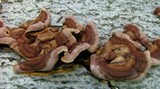 Punctularia strigosozonata image