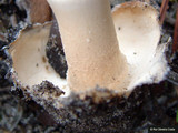 Amanita curtipes image