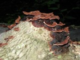 Punctularia strigosozonata image