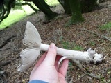 Amanita constricta image
