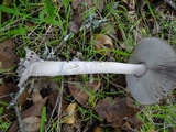 Amanita constricta image