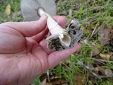 Amanita constricta image