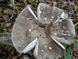 Amanita constricta image