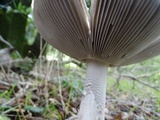 Amanita constricta image