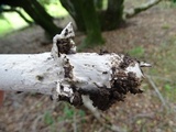 Amanita constricta image