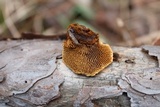 Gloeophyllum sepiarium image