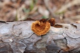 Gloeophyllum sepiarium image