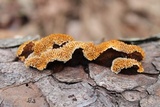 Gloeophyllum sepiarium image