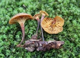 Xeromphalina cauticinalis image