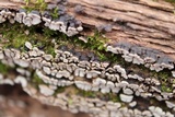 Xylobolus frustulatus image