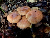 Gomphidius subroseus image