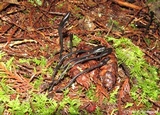 Trichoglossum hirsutum image