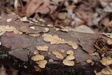 Trichaptum abietinum image