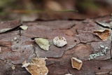 Trichaptum abietinum image