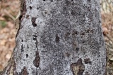 Biscogniauxia atropunctata image
