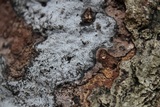 Biscogniauxia atropunctata image
