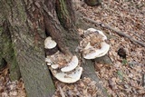 Inonotus dryadeus image