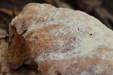 Inonotus dryadeus image