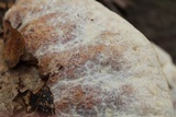 Inonotus dryadeus image