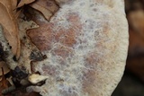 Inonotus dryadeus image