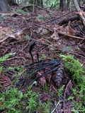 Trichoglossum hirsutum image