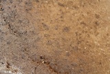 Inonotus dryadeus image