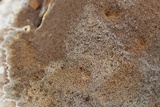 Inonotus dryadeus image